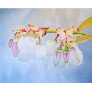 Blueberry Blossoms by Nan Mercer