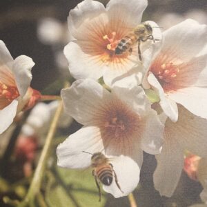 A Place to Bee by Elisa Ray